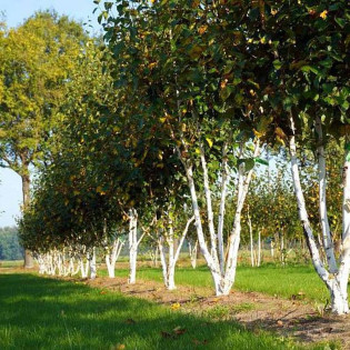 Brzoza pożyteczna Doorenbos Betula utilis
