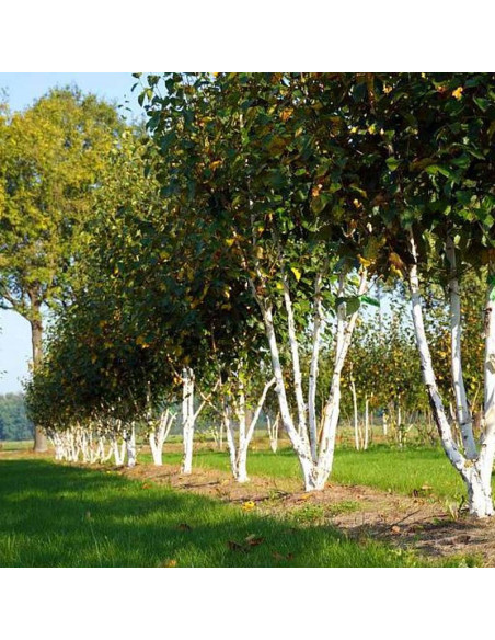 Brzoza pożyteczna Doorenbos Betula utilis