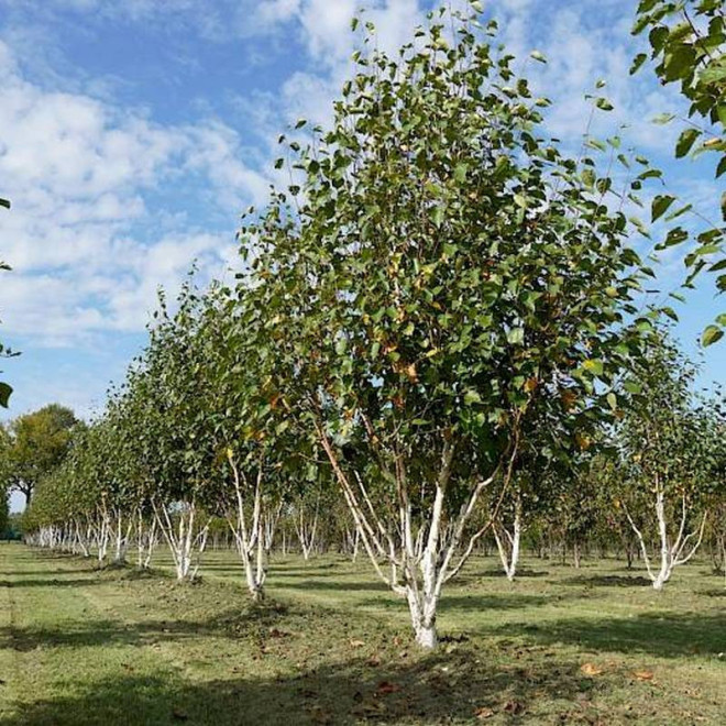 Doorenbos Betula utilis Brzoza pożyteczna