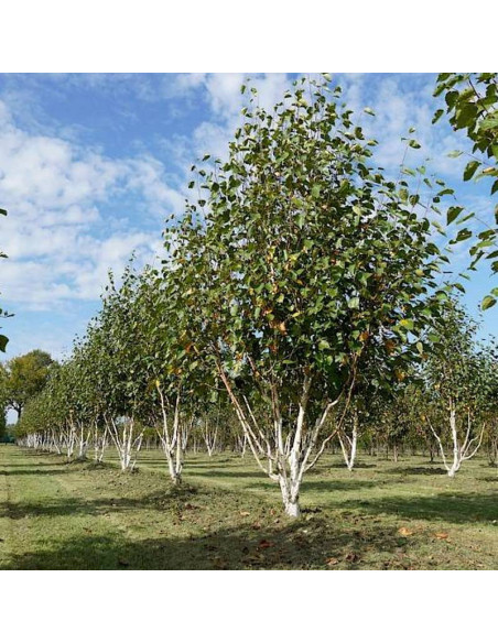 Doorenbos Betula utilis Brzoza pożyteczna