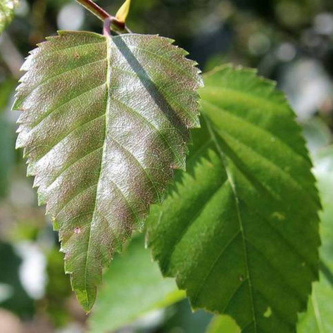 Brzoza pożyteczna Betula utilis Doorenbos