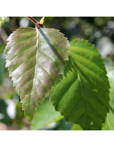 Brzoza pożyteczna Betula utilis Doorenbos