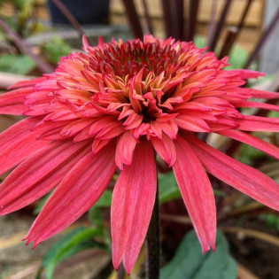 Jeżówka purpurowa Raspberry Truffle Echinacea purpurea 2