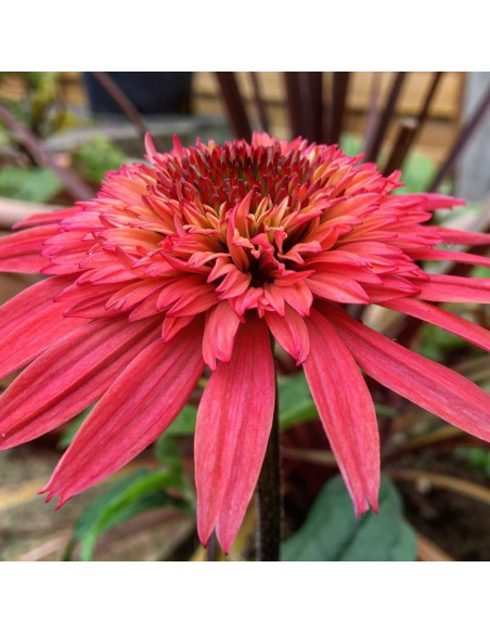 Raspberry Truffle Jeżówka purpurowa Echinacea purpurea