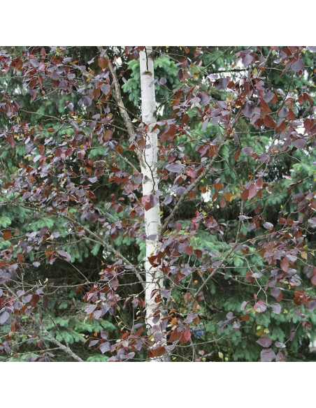 Brzoza omszona Rubra Betula pubescens