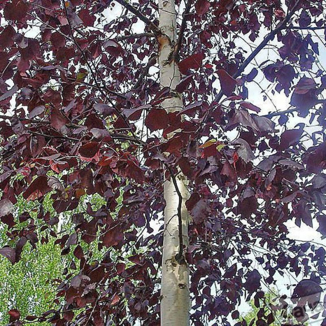 Rubra Betula pubescens Brzoza omszona
