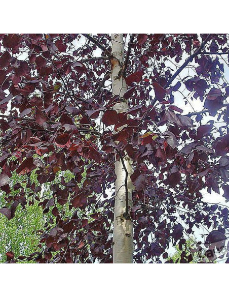 Rubra Betula pubescens Brzoza omszona