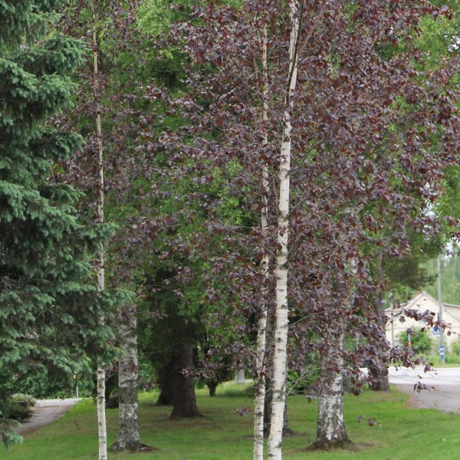 Brzoza omszona Betula pubescens Rubra