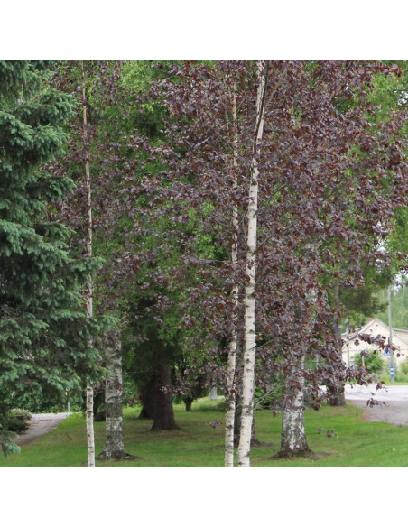 Brzoza omszona Betula pubescens Rubra