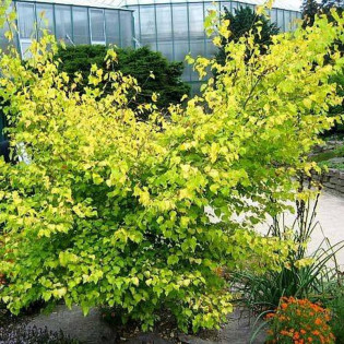 Aurea Betula pubescens Brzoza omszona