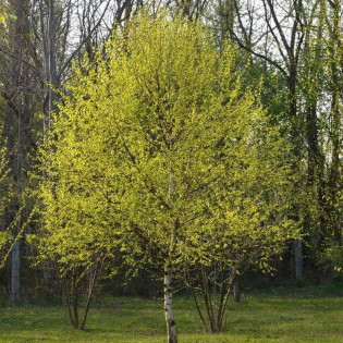Aurea Betula pubescens Brzoza omszona 2