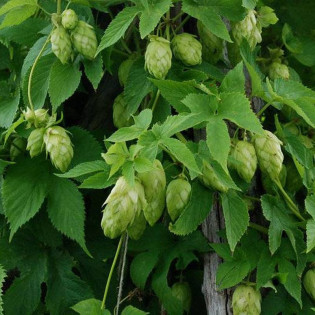 Chmiel zwyczajny Humulus lupulus