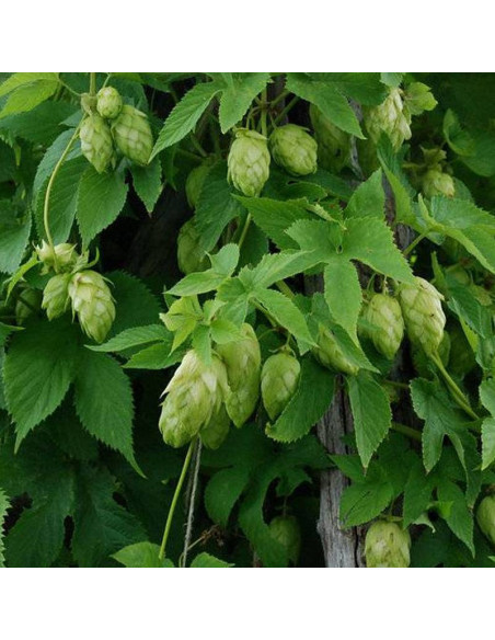 Chmiel zwyczajny Humulus lupulus
