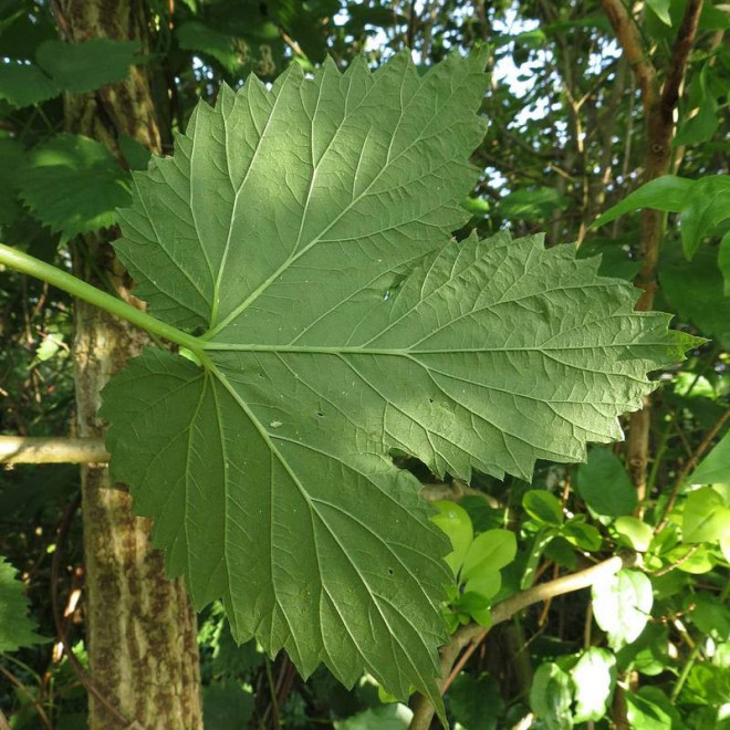 Humulus lupulus Chmiel zwyczajny