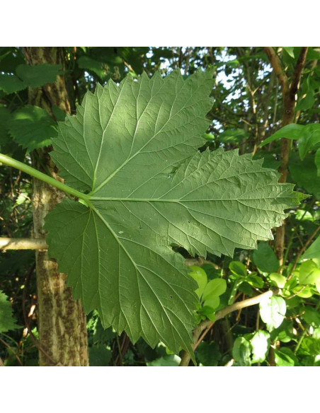 Humulus lupulus Chmiel zwyczajny