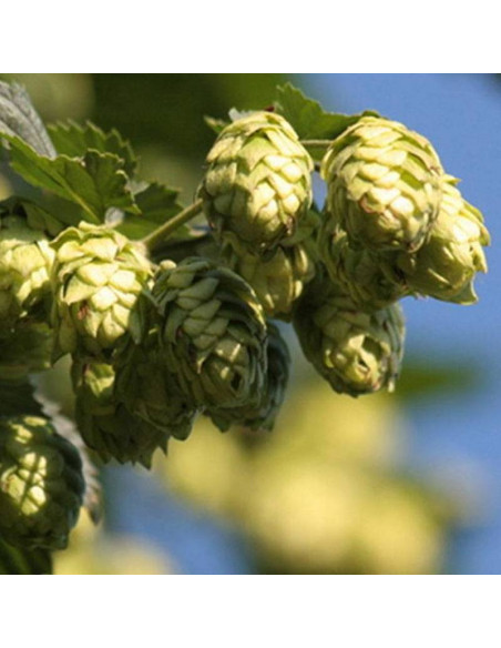 zwyczajny Chmiel Humulus lupulus