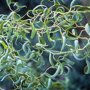 Wierzba mandżurska Ural Salix matsudana