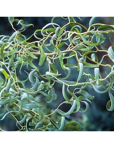 Wierzba mandżurska Ural Salix matsudana