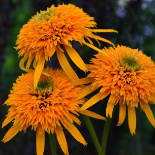 Jeżówka Secret Glow Echinacea