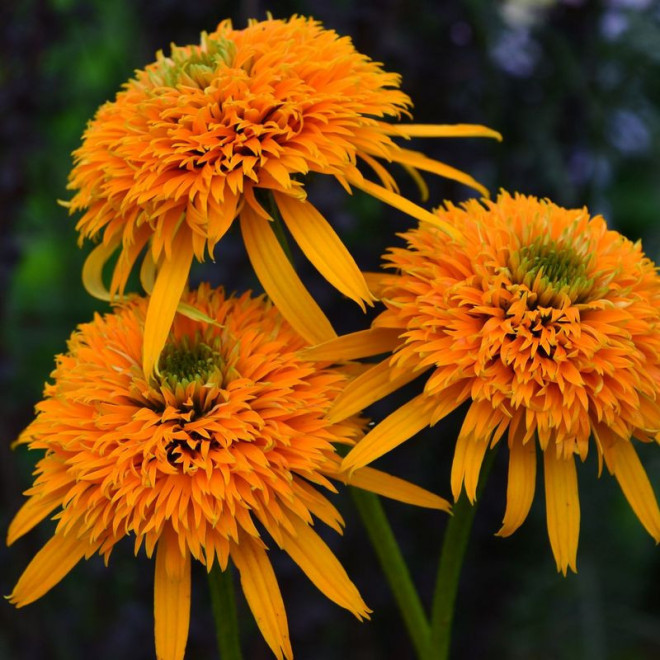 Jeżówka Secret Glow Echinacea