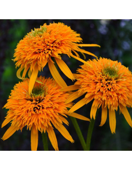 Jeżówka Secret Glow Echinacea