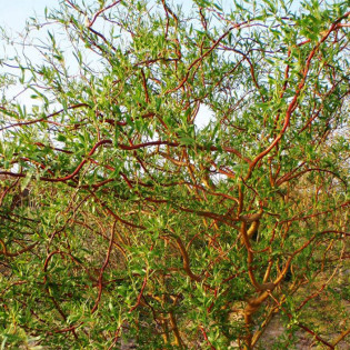 Wierzba mandżurska Ural Salix matsudana 2