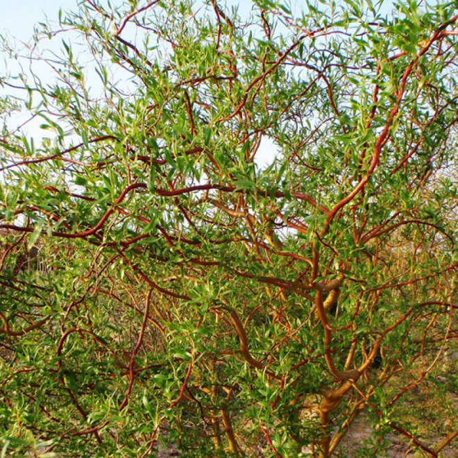 Ural Salix matsudana Wierzba mandżurska