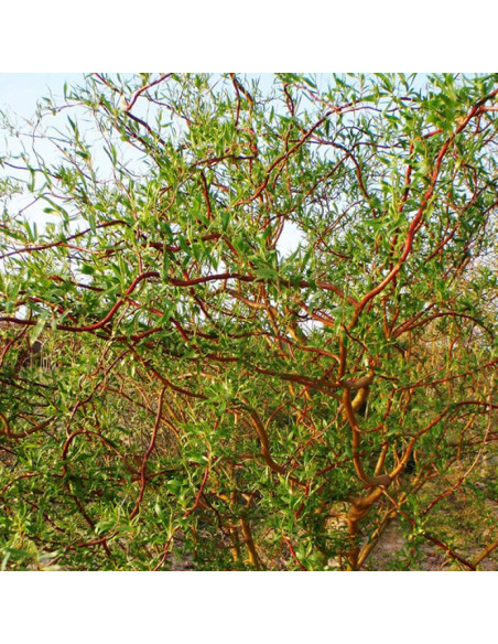 Ural Salix matsudana Wierzba mandżurska