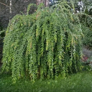 Pendula Salix integra Wierzba całolistna