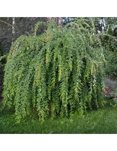 Pendula Salix integra Wierzba całolistna