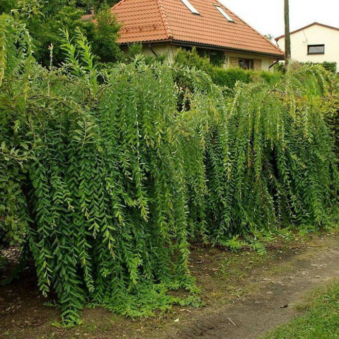 Wierzba całolistna Pendula Salix integra