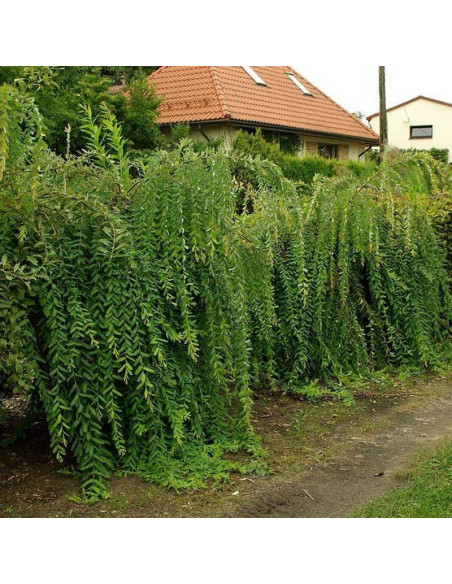 Wierzba całolistna Pendula Salix integra