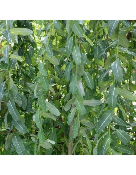 Wierzba całolistna Salix integra Pendula