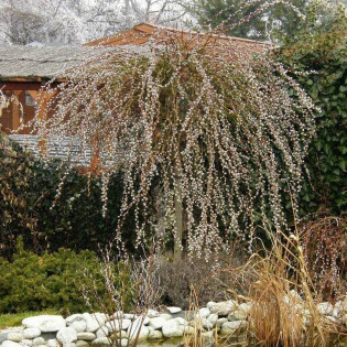 Curly Locks Salix caprea Wierzba iwa