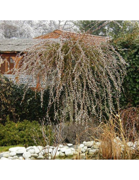 Curly Locks Salix caprea Wierzba iwa