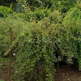 Curly Locks Salix caprea Wierzba iwa 2