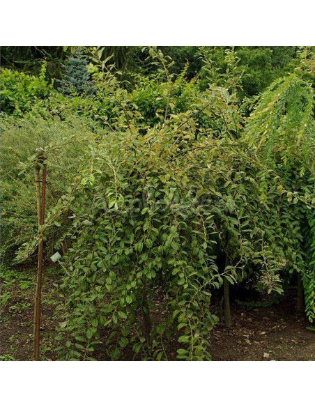 Wierzba iwa Curly Locks Salix caprea