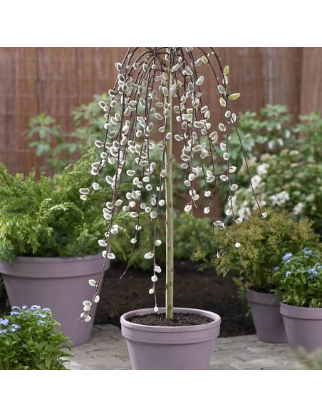 Kilmarnock Salix caprea Wierzba iwa