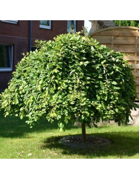 Wierzba iwa Kilmarnock Salix caprea