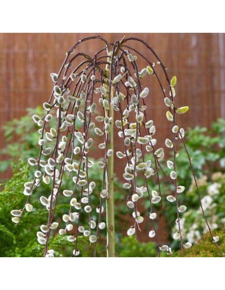 Wierzba iwa Salix caprea Kilmarnock