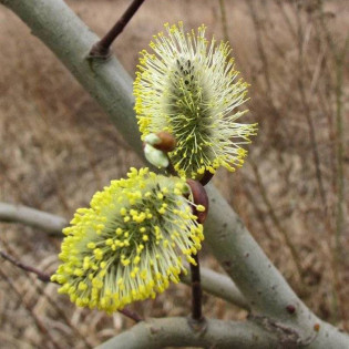 Wierzba iwa Salix caprea