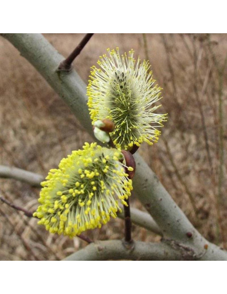 Wierzba iwa Salix caprea