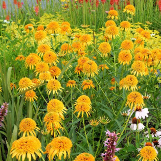 Jeżówka Secret Glow Echinacea 2