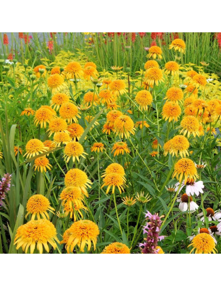 Secret Glow Jeżówka Echinacea