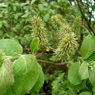 Wierzba iwa Salix caprea 2