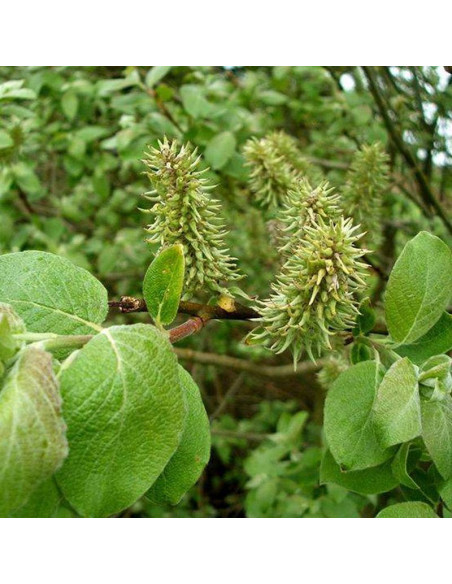 Salix caprea Wierzba iwa