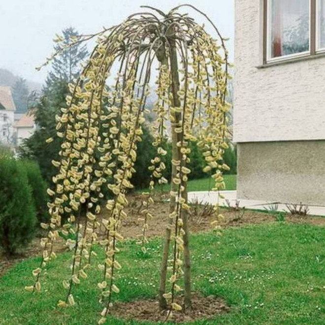 iwa Wierzba Salix caprea