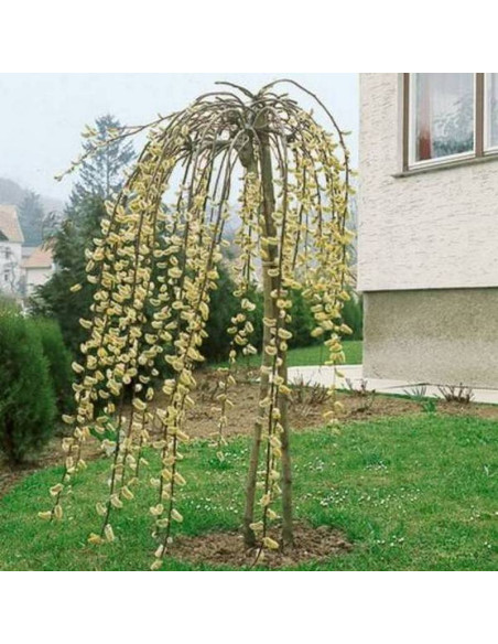 iwa Wierzba Salix caprea