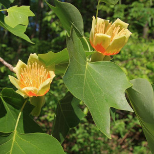 Tulipanowiec chiński Liriodendron chinense