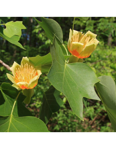 Tulipanowiec chiński Liriodendron chinense